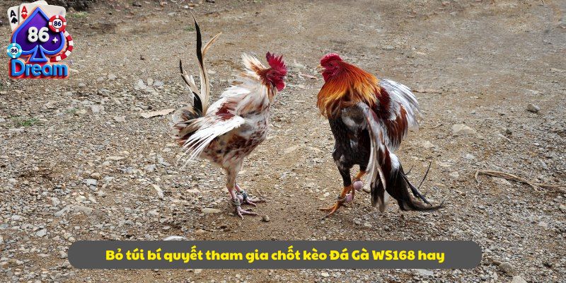 Bỏ túi bí quyết tham gia chốt kèo Đá Gà WS168 hay