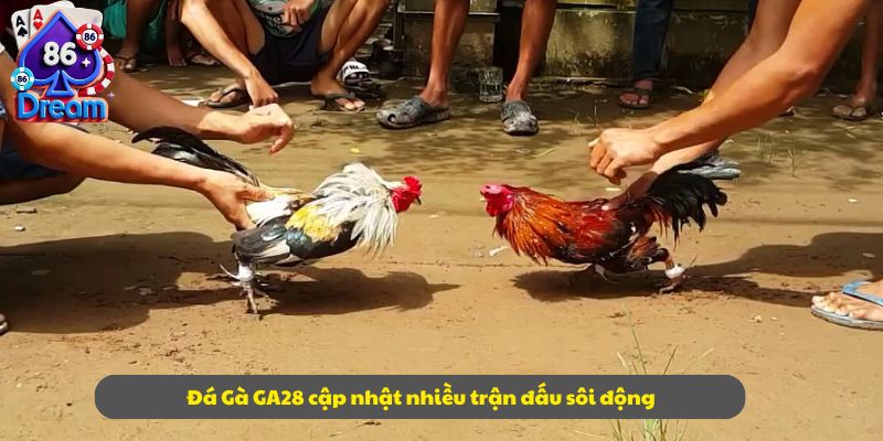 Đá Gà GA28 cập nhật nhiều trận đấu sôi động
