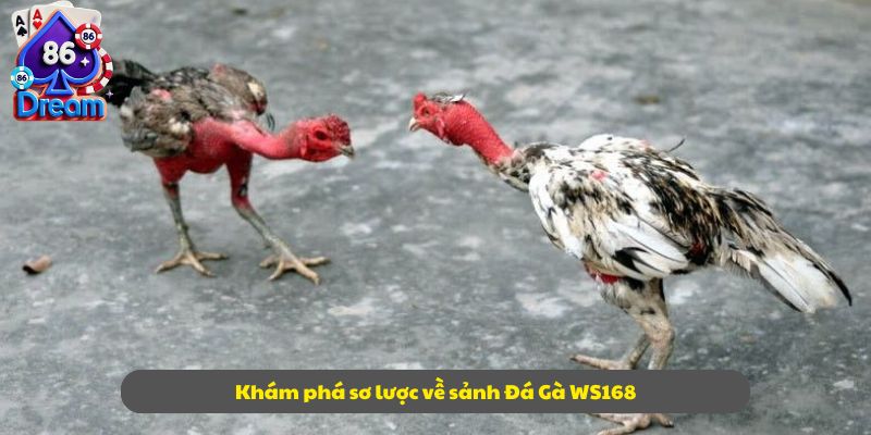 Khám phá sơ lược về sảnh Đá Gà WS168