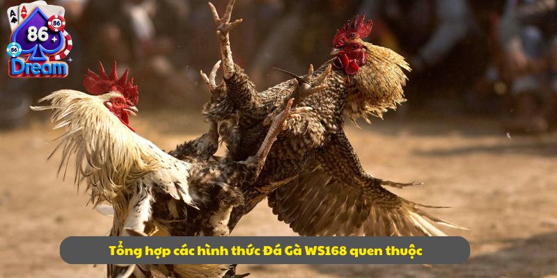 Tổng hợp các hình thức Đá Gà WS168 quen thuộc