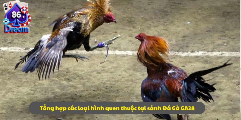 Tổng hợp các loại hình quen thuộc tại sảnh Đá Gà GA28